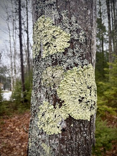 Lichen