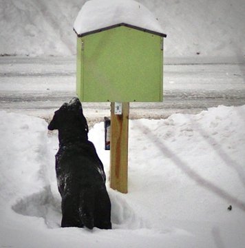 Dog at the Little Library