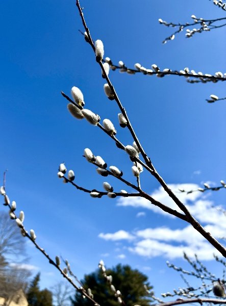 Pussy Willows