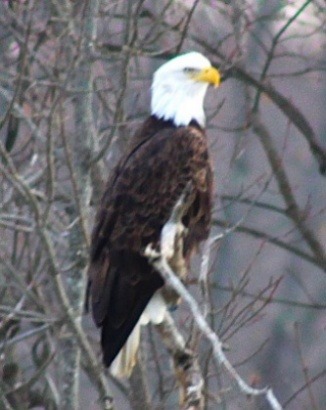 Honor