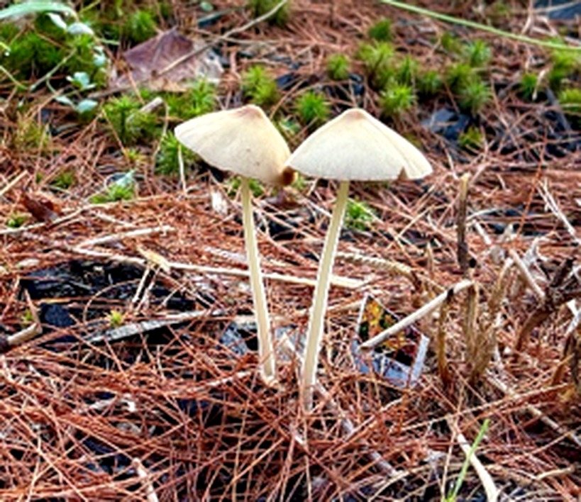 Shroom to Grow