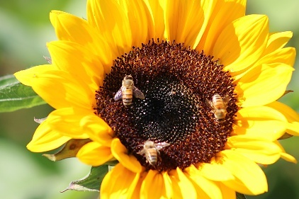 The Sunflower