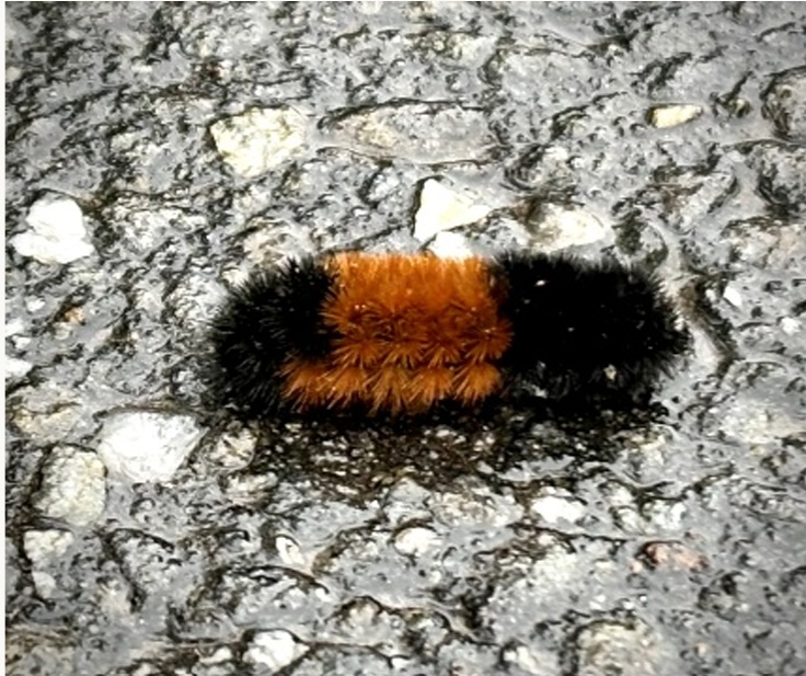 Wooly Bear
